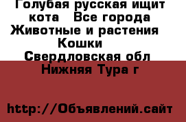 Голубая русская ищит кота - Все города Животные и растения » Кошки   . Свердловская обл.,Нижняя Тура г.